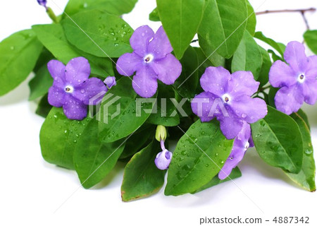 Purple flower at the beginning of the blooming of Ban matturi · White back lateral position 4887342