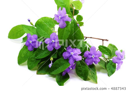 紫色的花開始時禁止馬蒂裡·白背側臥位 紫色的花開始時禁止馬蒂裡·白背側臥位 4887343