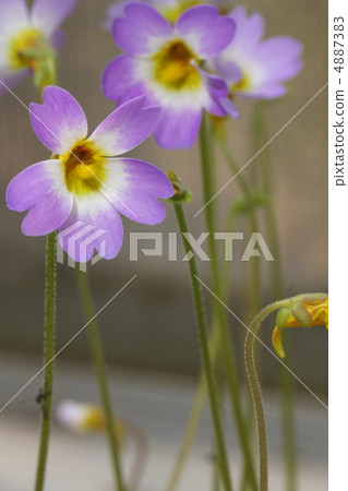 Musitime millet Musitime millet 4887383