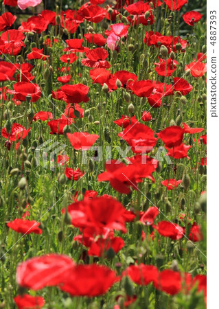 罌粟 4887393