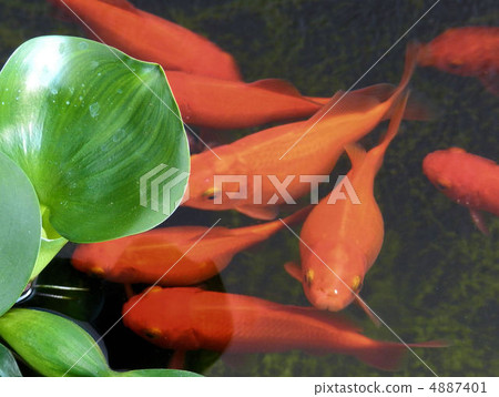 金魚/八王子 金魚/八王子 4887401