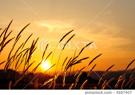 我正在看高知龍馬機場的路邊草 我正在看高知龍馬機場的路邊草 4887407