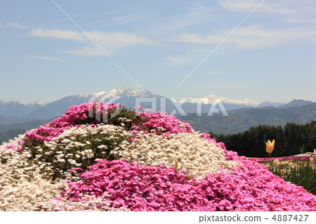 Misa櫻桃樹在小澤 Misa櫻桃樹在小澤 4887427