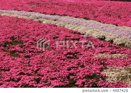 Misa櫻桃樹在小澤 4887428