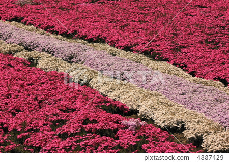 Misa櫻桃樹在小澤 4887429