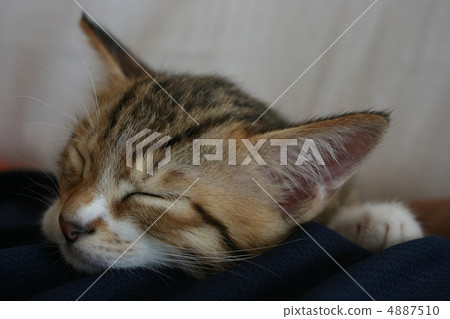 During a nap During a nap 4887510