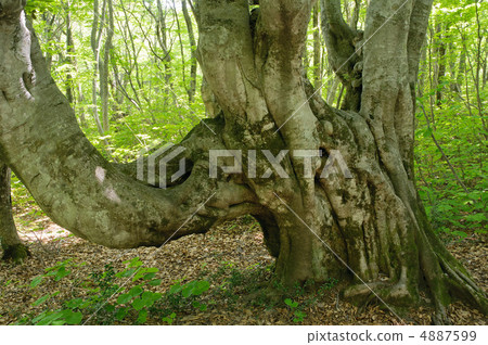 Anomalous beech 4887599