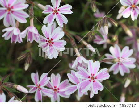 Shibazakura 4887717