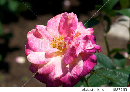 Abrahadabula Abrahadabula 4887763