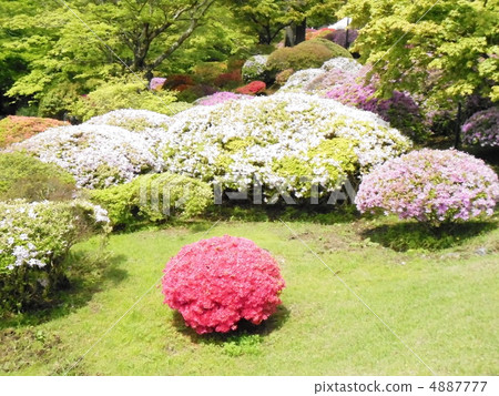 箱根的杜鵑花 4887777