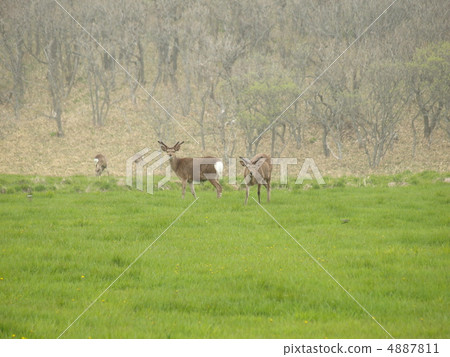 Ezoshika in the Nemuro Peninsula meadow 4887811
