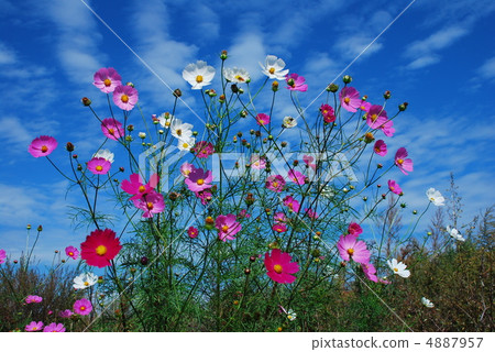 Cosmos 4887957