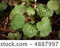 Yukinoshita leaves 4887997