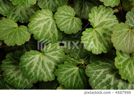 Yukinoshita leaves 4887998