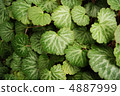 Yukinoshita leaves 4887999