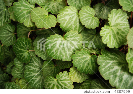 Yukinoshita leaves Yukinoshita leaves 4887999