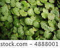 Yukinoshita leaves 4888001
