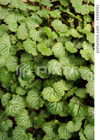 Yukinoshita離開 4888002