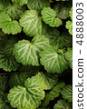 Yukinoshita leaves 4888003