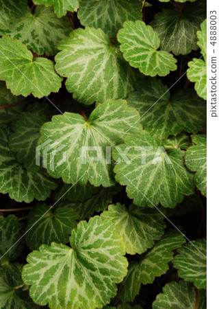 Yukinoshita離開 4888003