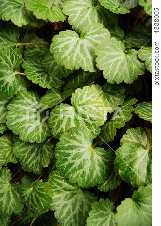 Yukinoshita leaves Yukinoshita leaves 4888005