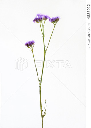 Statis Statis 4888012