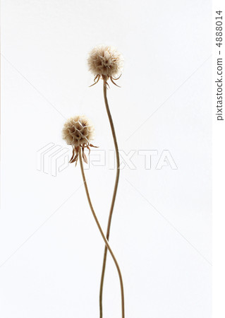 Dried flower  4888014