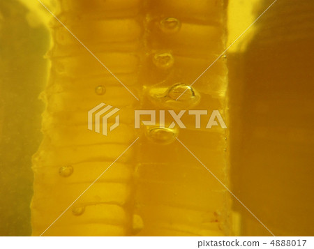 Honey and beehive Honey and beehive 4888017