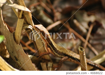 日本假名蛇 日本假名蛇 4888022