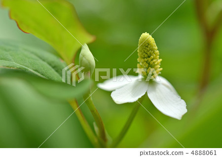 Dokudami flower 4888061