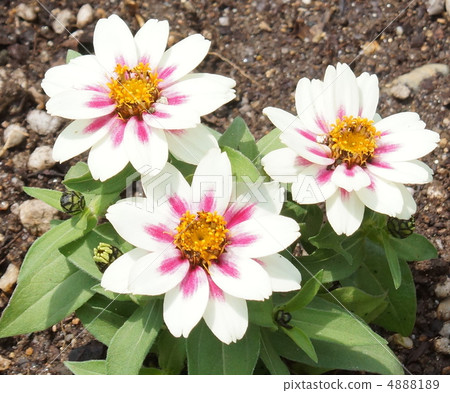 巨型禮儀白花 4888189