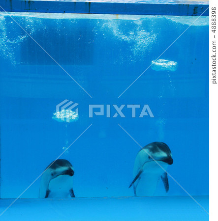 Dolphin's Bubble Ring 4888398