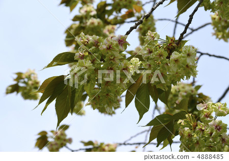 恩佐黃色 4888485