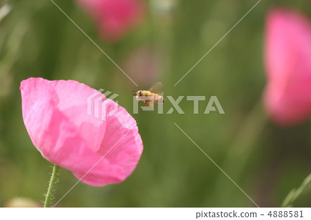 Hinagi和蜜蜂 Hinagi和蜜蜂 4888581