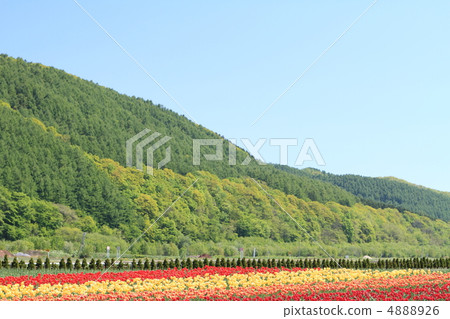 Kamiyuunetsu Tulip Park 4888926