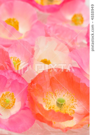 Assorted poppy 4888949