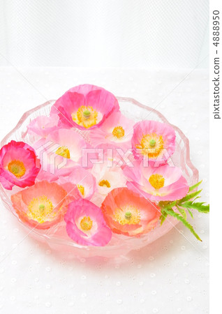 什錦罌粟 什錦罌粟 4888950