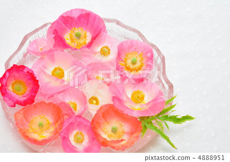 什錦罌粟 什錦罌粟 4888951