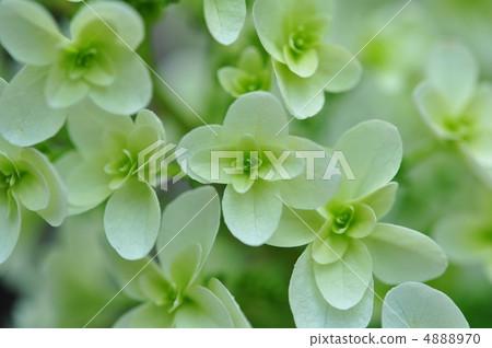 Green Kashiwaba Hydrangea 4888970