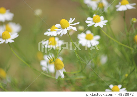 Chamomile Chamomile 4888972