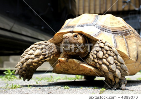 與Kuumeume烏龜一起散步 4889070