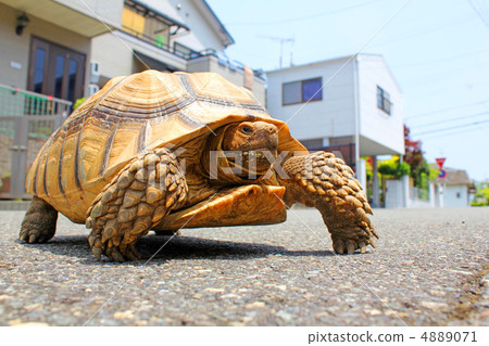 Kaume Luffing在Traverse 4889071