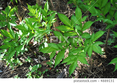 Konnyako離開 4889131