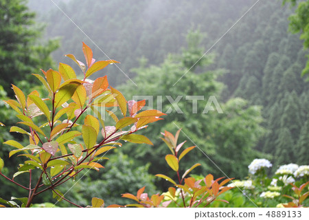 雨草植物 4889133