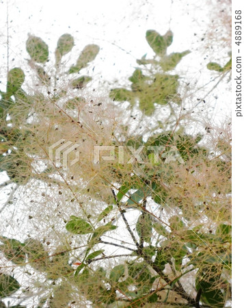 煙樹花語言：悲傷Smokebush 4889168