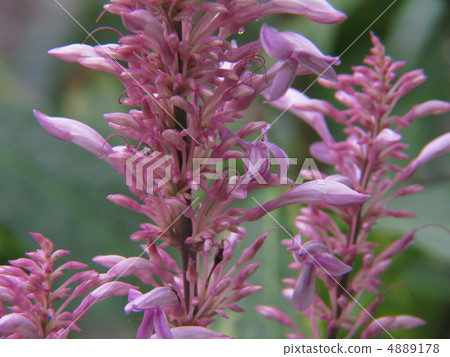 Odontonema·Kallistaquium Odontonema·Kallistaquium 4889178