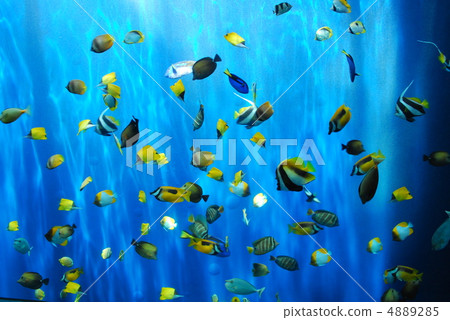 Tropical fish 4889285
