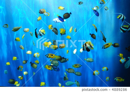 魚影 照片素材 圖片 486 圖庫