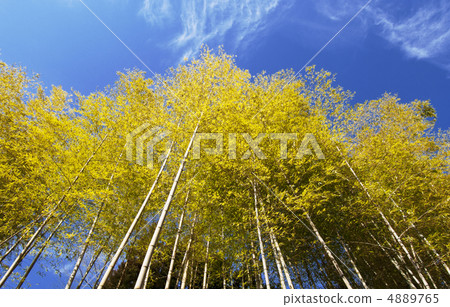  Bamboo grove 4889765