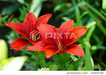 Porcupine sky lily It is a popular person because flowers bloom upward. 4889780